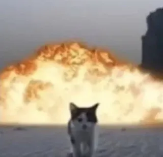 💣 chat, explosion, humour, mème, drôle telegram sticker