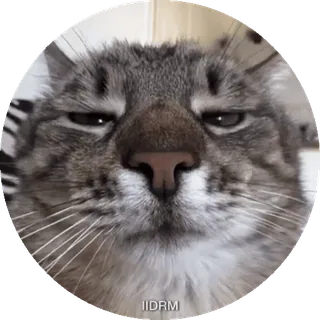 😊 IIDRM gatto, animale, animale domestico, animale domestico, meme, divertente, carino telegram sticker