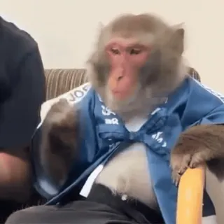🙈 Affe, Tier, Primat, sitzend, angezogen, Kleidung, süß whatsapp sticker