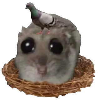 🕊 Pteromys volans flying squirrel, pigeon, nest, cute, meme, animal, bird telegram sticker