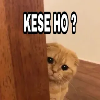 🍁 KESE HO ? Katze, süß, Gruß, Tier, Haustier, Hindi telegram sticker