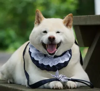 😄 anjing, lucu, hewan, hewan peliharaan, hewan domestik, ras anjing whatsapp sticker