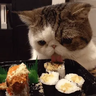 🐱 kucing, sushi, makanan, menjilat, hewan peliharaan, binatang, imut telegram sticker