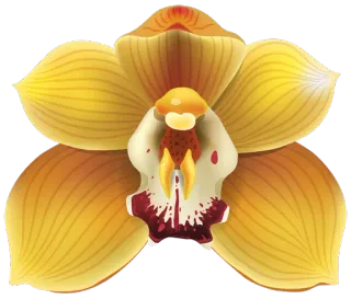 🌺 fiore, pianta, giallo, orchidea, natura whatsapp sticker