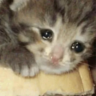 😭 kitten, cat, sad, crying, cute, animal telegram sticker