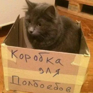 😶 Коробка для долбоедов 고양이, 상자, 러시아어, 불쾌한, 모욕 telegram sticker