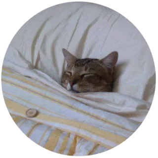 😴 gato, durmiendo, cama, animal, gato doméstico telegram sticker