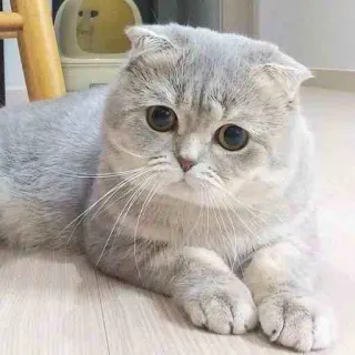 😔 gatto, gattino, carino, animale, animale domestico, scottish fold, gatto domestico whatsapp sticker