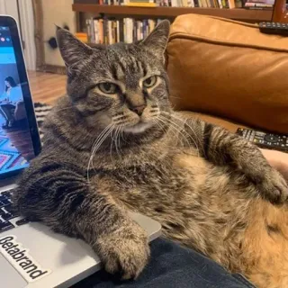😐 betabrand chat, ordinateur portable, animal de compagnie, tabby, animal, chat domestique, félin telegram sticker