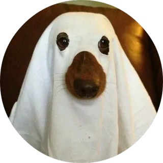 👻 dog, ghost, halloween, pet, animal, costume telegram sticker