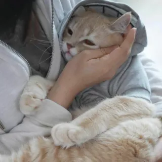 😞 Katze, Tier, Haustier, Kätzchen, Kapuzenpulli, süß, Hauskatze, Katzenartig telegram sticker