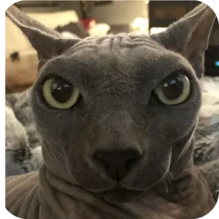 🐱 猫, スフィンクス, 無毛猫, 動物, ペット, 家畜 whatsapp sticker