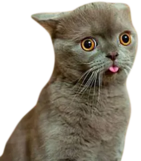 😳 cat, kitten, animal, pet, cute, funny telegram sticker