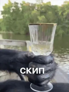 @crypto_bibizyana АЛЬФА🟡 whatsapp stickers