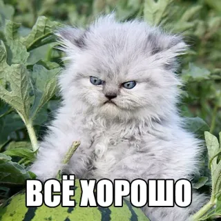 😡 ВСЁ ХОРОШО gato, gatito, enojado, meme, ruso, sandía telegram sticker
