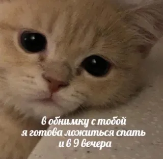 🤍 в обнимку с тобой я готова ложиться спать и в 9 вечера gato, gatinho, sonolento, fofo, animal telegram sticker