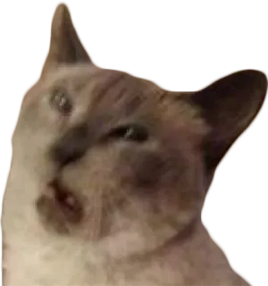 😩 cat, animal, meme, funny, pet, siamese, expression telegram sticker