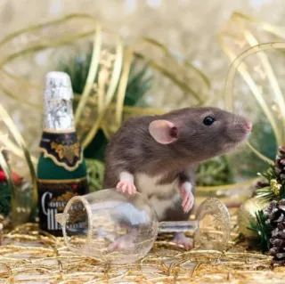 🐭 chuột, rượu sâm banh, lễ kỷ niệm, năm mới, động vật, ly rượu telegram sticker
