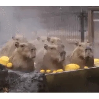 🛀 Capybara, Animaux, Groupe, Source chaude whatsapp sticker