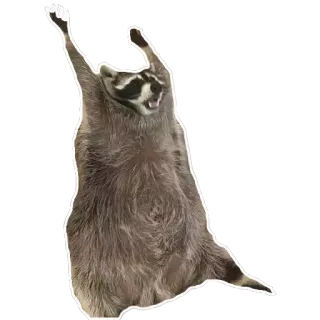🙌 Waschbär, Tier, Säugetier, süß, lustig telegram sticker