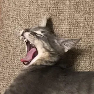 😫 Katze, Gähnen, Tier, Haustier, Katzenartig telegram sticker