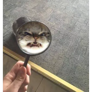 😠 kot, zły, lupa, śmieszne, zwierzę telegram sticker