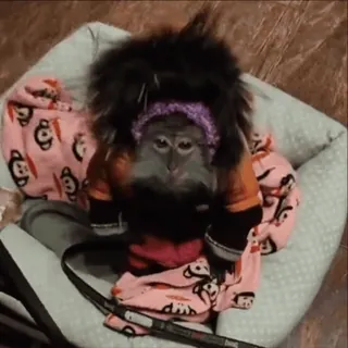 🤭 monkey, animal, cute, primate, dressed up, hat telegram sticker