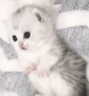😦 kitten, cat, pet, animal, cute, domestic animal, feline whatsapp sticker