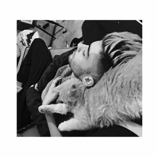 😴 猫, 男, 睡眠, ペット, 動物, ポートレート telegram sticker
