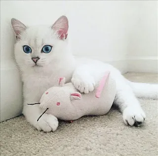 🌝 gato, gatinho, gato branco, olhos azuis, animal, animal de estimação, fofo, brinquedo rato whatsapp sticker