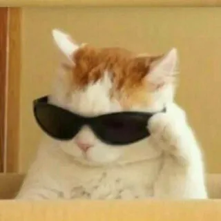 🪐 cat, sunglasses, cool, pet, animal, kitten telegram sticker