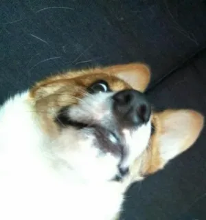😏 corgi, perro, animal, mascota, lindo, gracioso, al revés telegram sticker