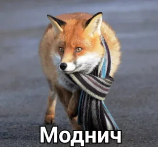 😎 Моднич raposa, cachecol, animal, russo, fashion telegram sticker