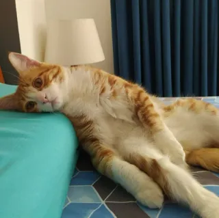 🐈 고양이, 주황 고양이, 애완동물, 동물, 가축 telegram sticker
