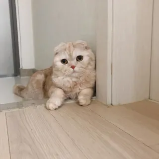 🥺 cat, scottish fold, pet, animal, cute, domestic cat telegram sticker