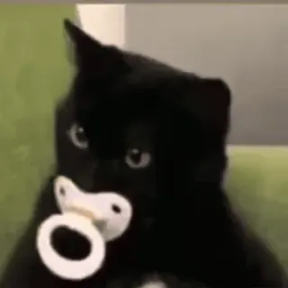 ❤️ chat, chaton, tétine, chat noir, mignon, animal whatsapp sticker