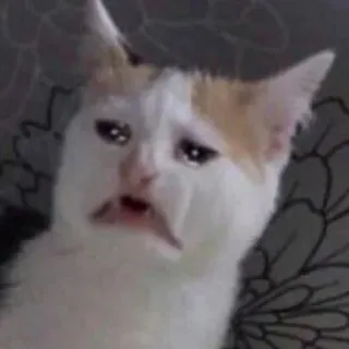 😭 chat, pleure, triste, mème, animal telegram sticker