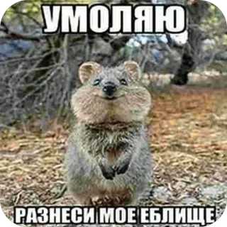 ❤ УМОЛЯЮ
РАЗНЕСИ МОЕ ЕБЛИЩЕ Квокка, Животное, Мем, Русский, Оскорбительный, Нецензурная лексика telegram sticker