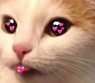 ❤️ Katze, Herzen, Liebe, süß, Tier telegram sticker