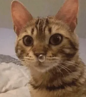 🤤 cat, kitten, cute, animal, pet, eyes, bubbles telegram sticker