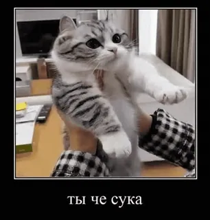 😡 ты че сука gato, meme, russo, animal, animal de estimação telegram sticker