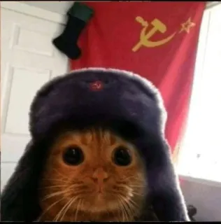 котики х2 @zauxsa @emojis4 telegram stickers