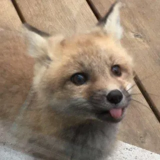 🦊 whatsapp sticker