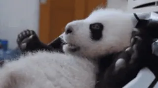 🐼 Panda, Lucu, Anak hewan, Hewan, Satwa liar, Beruang whatsapp sticker