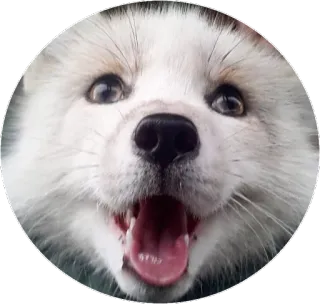 🦊 Hund, Welpe, Tier, Haustier, süß, fröhlich telegram sticker