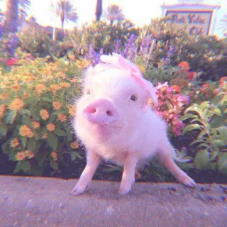 🐽 pig, cute, animal, flower, pink, pet telegram sticker