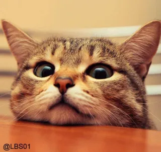 🙃 @LBS01 gato, animal, animal de estimação, fofo, olhos, mesa telegram sticker
