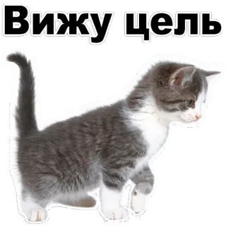 😊 Вижу цель gato, gatinho, animal, animal de estimação, meta, motivação whatsapp sticker