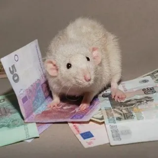 🐭 chuột, tiền, tài chính, tiền tệ, gặm nhấm, tiền mặt telegram sticker