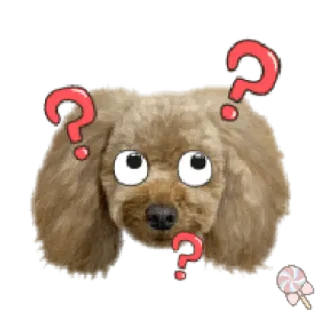 🐶 собака, вопрос, в замешательстве, милый, питомец, пудель telegram sticker